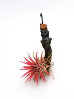 Tillandsia ionantha 'Rubra'