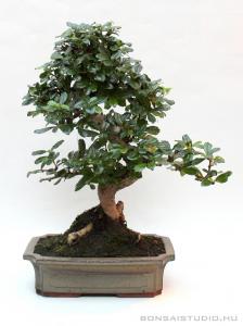 Carmona macrophylla - Borágófa, karmóna 25S